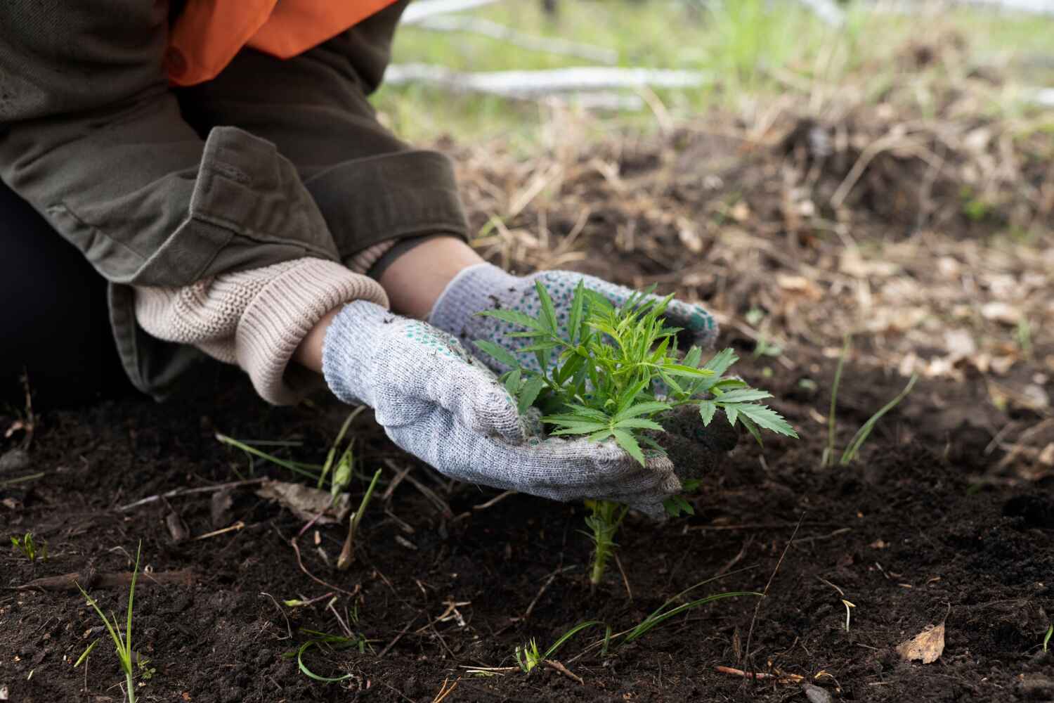 The Steps Involved in Our Tree Care Process in Alvarado, TX